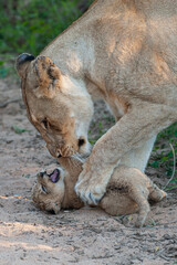 A female Lion playing with one of her newborn lion cubs on a safari in South Africa