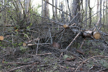 fallen trees in the forest. early spring