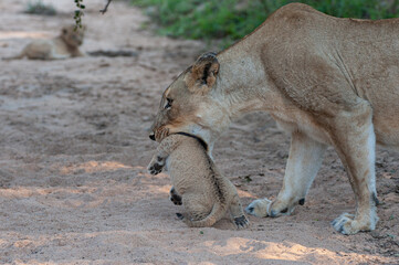 A female Lion picking up her tiny cub on a safari in South Africa