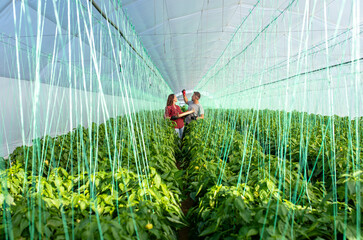 Fototapeta na wymiar Middle aged farmers working together in a greenhouse, examining the quality of paprika yields.