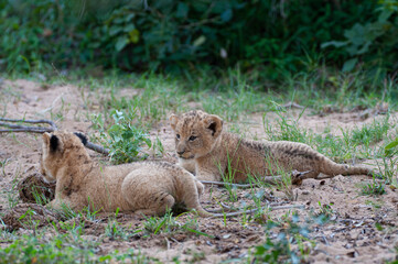 Young Lion Cubs seen on a safari in South Africa