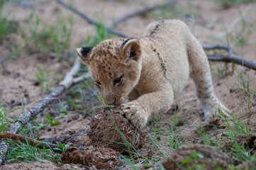 Fototapeta na wymiar Tiny Lion Cub seen on a safari in South Africa