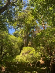 Fototapeta premium 屋久島 縄文杉 屋久杉 縄文杉トレッキング 国立公園 鹿児島