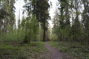 forest after rain summer russia