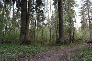 forest after rain summer russia
