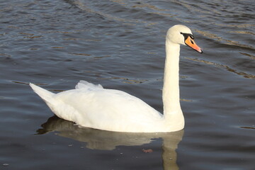 schöner schwan schwimmt auf der elbe