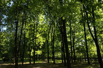 early spring. the sun is shining, morning. green trees in the park