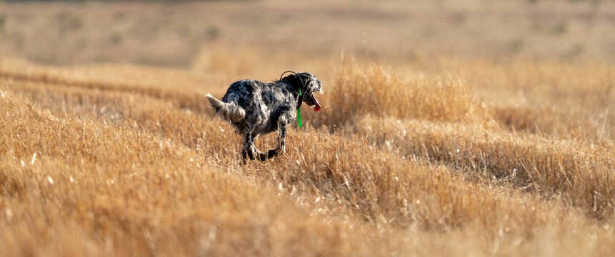 Pointer pedigree dog running on wheat field, rear view