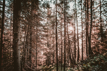 landscape Lake Sorapiss in the morning 3