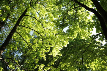 Fototapeta na wymiar early spring. the sun is shining, morning. green trees in the park