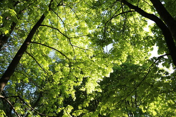 Fototapeta premium early spring. the sun is shining, morning. green trees in the park