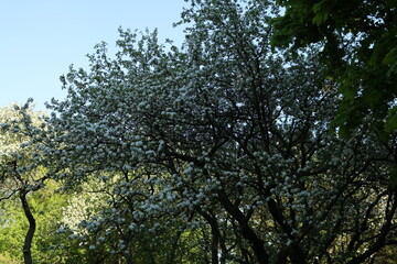 apple tree blooms in spring, Russia