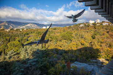 Yalta, Crimea, November 24, 2020, view of the city, sea, mountains and gulls from the balcony of the Yalta-Intourist Hotel