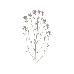 Fototapeta na wymiar Vector color hand drawn illustration with Cornflower meadow. Minimalist Flower and herb. Wildflower for logo design, tattoo, postcard