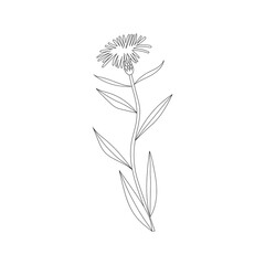 Naklejka premium Vector line hand drawn illustration with Cornflower meadow. Minimalist Flower and herb. Wildflower for logo design, tattoo, postcard