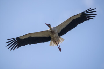White stork bird. Ciconia ciconia.