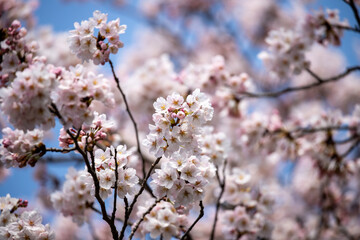風景素材　満開の桜の花