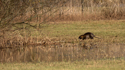 Bieber am Bachufer bei Homburg im Saarland