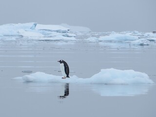 Penguin on iceberg