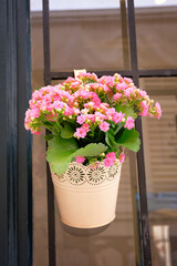 Pot with bush of blooming plant for landscape design. Bush with pink flowers in metal flowerpot.