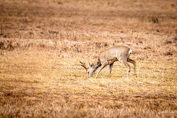 Äsende Rehe im Federseeried