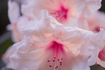 Pink rhododendron flower close up