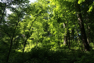 green forest in summer in the sun russia moscow