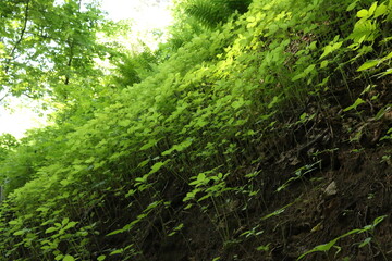 green forest in summer in the sun russia moscow