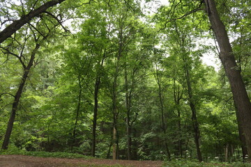 forest in summer after rain