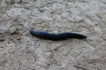 big black slug on the ground