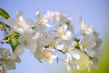 Apple blossom flowers in spring. Macro.