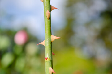 薔薇の白いトゲ