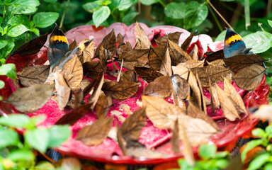Many dead leaf butterflies aka Kallima inachus eating in a plate in the Butterfly spring park Dali...