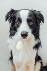 Naklejka na ściany i meble Happy Easter concept. Preparation for holiday. Cute puppy dog border collie holding Easter egg in mouth isolated on white background. Spring greeting card.