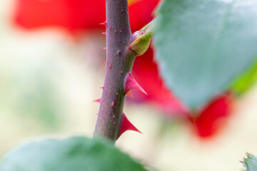 赤い薔薇の棘