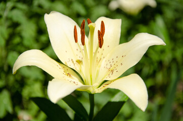 White lily flower close up natural background	