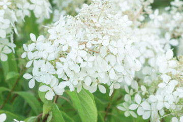 White Hydrangea arborescens in summer ornamental garden. Smooth hortensia flowers, selective focus