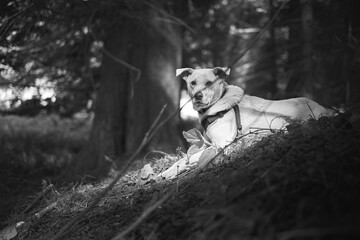 black and white dog in the woods - 416024299