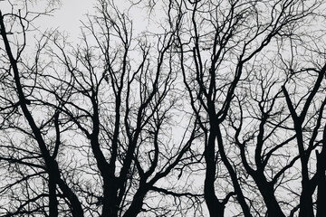 Tree branch silhouette on a grey sky background