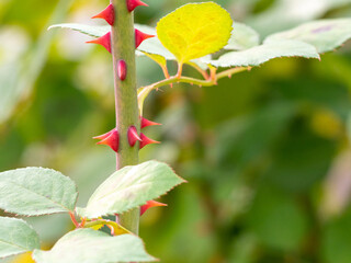 バラの赤いトゲ