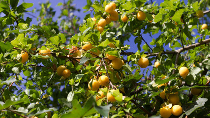 Yellow Mirabelle plums tree