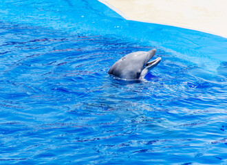 Obraz premium Dolphin Swimming in a Pool 