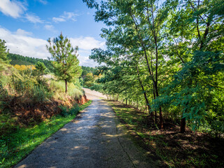 Fototapeta na wymiar A road through the forested region of Extremadura