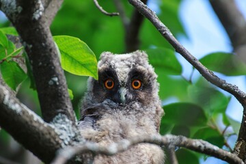 horned owl