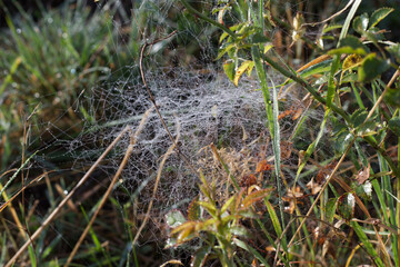 Dewy spiderweb