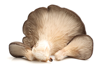 oyster mushroom on white background