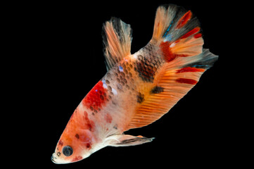 Close up of colorful Betta fish. Beautiful Siamese fighting fish, Fancy Betta splendens  nemo...