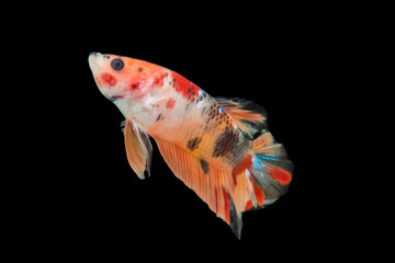 Close up of colorful Betta fish. Beautiful Siamese fighting fish, Fancy Betta splendens  nemo...