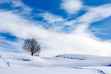 Lonely bare tree in a winter landscape with snow on blue sky with clouds. Lessinia Plateau (Altopiano della Lessinia), Regional Natural Park, Verona Province, Veneto, Italy, Europe