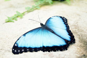 Morpho peleides butterfly on a rock with open wings
